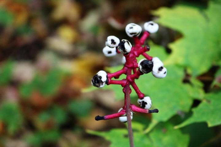 poisonous baneberry berries